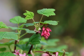 flower picture on a normal day