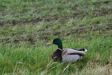 duck in the greenery