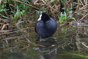 duck in the greenery