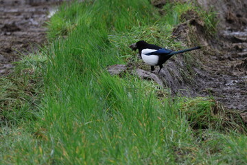 bird photo in greenery