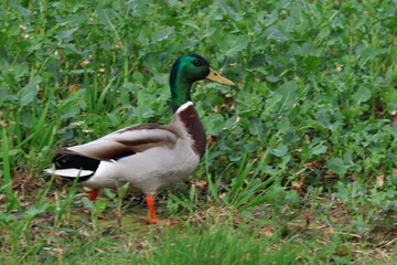 duck in the greenery