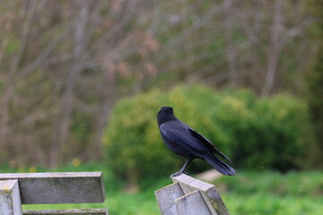 bird photo in greenery