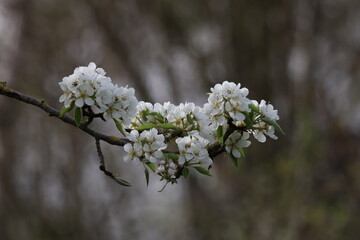 close up of white flower photo