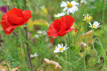 Fototapeta premium vibrant, petals, bloom, summer, macro, close-up, flower, bright, detailed, nature, color, lush, garden, sunlight, fresh, vibrant, texture, botanical, rich, flora, field, seasonal, fragrant, vivid, sea