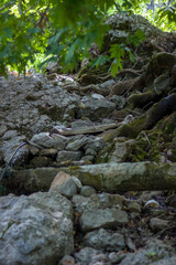 Forest in the mountains of Antalya, Turkey.