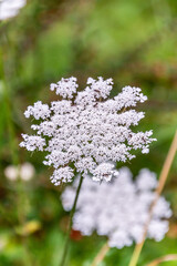 Daucus carota pertenece a la familia Apiaceae.