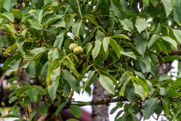 Juglans regia pertenece a la familia Juglandaceae.