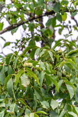 Juglans regia pertenece a la familia Juglandaceae.