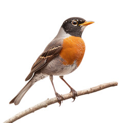 Fototapeta premium A - American Robin object isolated on transparent png.