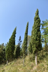 Several specimens of Mediterranean cypress (Cupressus sempervirens)