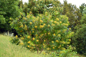 Specimen of winged sumac (Rhus copallinum) grown in a park