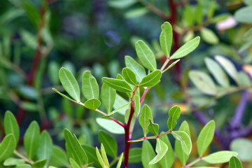 Obraz premium Lentisk leaves (Pistacia lentiscus)
