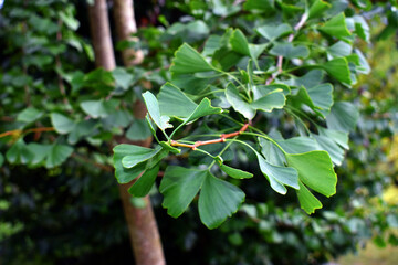 Obraz premium Branch and green leaves of ginkgo (Ginkgo biloba)