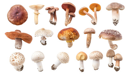 Set of wild mushrooms PNG