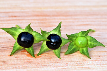Ripe and green fruits of the belladonna (Atropa belladonna) on a wood