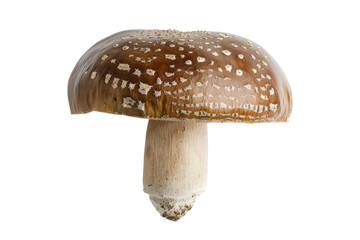 Obraz premium Closeup of a Brown Mushroom