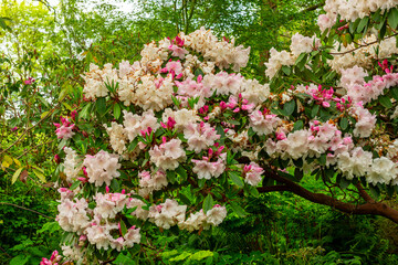 Kew botanical gardens in spring, London, UK