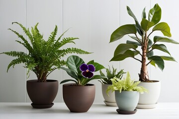 Fototapeta premium Elegant African Violet Boston Fern and Rubber Tree Plants in Serene White Setting