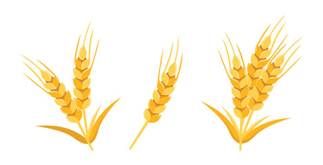 collection of wheat plants in flat style on white background 