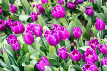 Fototapeta premium purple tulips in the nature