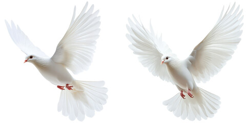 Obraz premium Two elegant white doves in flight, symbolizing peace and freedom against a transparent background.