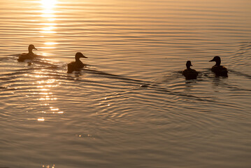 Ptaki na wodzie o świcie, Goczałkowice Polska.  © Elżbieta Kaps