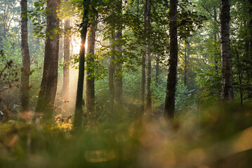 Jesienny las z mgiełką i porannym światłem, tapeta.  © Elżbieta Kaps