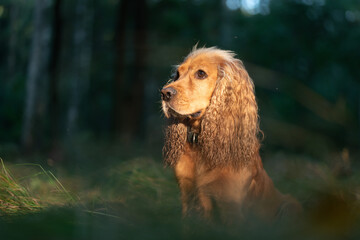 Cocker spaniel angielski w rudym kolorze, portret w  lesie.  © Elżbieta Kaps