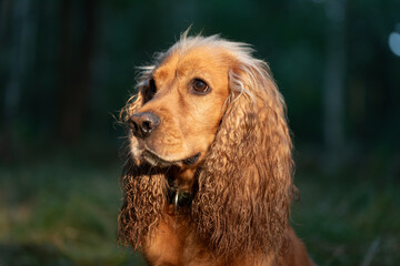 Cocker spaniel angielski w rudym kolorze, portret w  lesie.  © Elżbieta Kaps