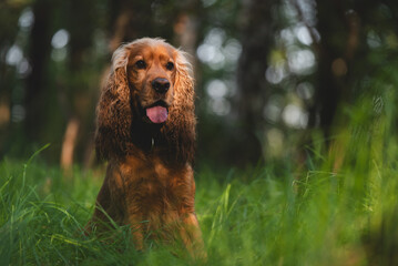 Cocker spaniel angielski w rudym kolorze, portret w  lesie.  © Elżbieta Kaps