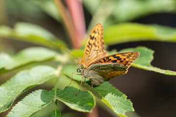 A beautiful butterfly on a green leaf. Mediterranean Fritillary, Argynnis pandora