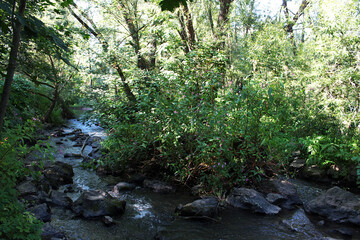 Image of nature, sunny summer day, river, trees.