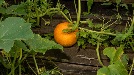 A pumpkin is sitting on a vine in a garden