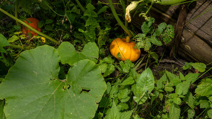 A pumpkin is growing in a garden with green leaves