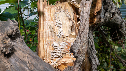 A tree trunk with a hole in it and mushrooms growing on it