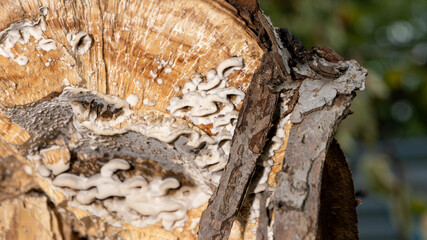A tree stump with a mushroom growing on it