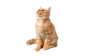 Beautiful cute orange cat isolated on white background. File contains clipping path.