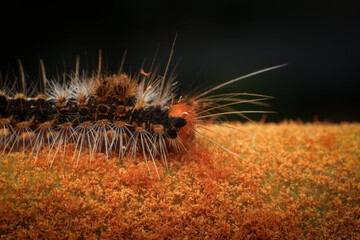Orange Caterpillar on the plant, close-up of a caterpillar