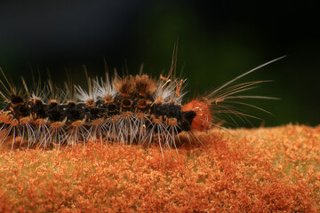 Orange Caterpillar on the plant, close-up of a caterpillar