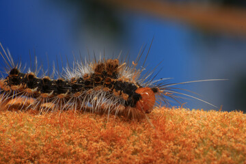 Orange Caterpillar on the plant, close-up of a caterpillar