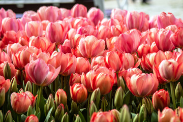 field of pink tulips