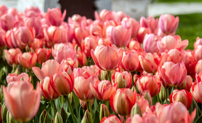 pink tulips in the garden