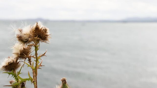 Bull Thistle by the Sea