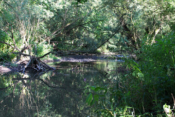 Image of nature, sunny summer day, river, trees.