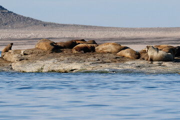 Fototapeta premium Walrus colony in the waters of Sjuoyane Island, Svalbard archipelago
