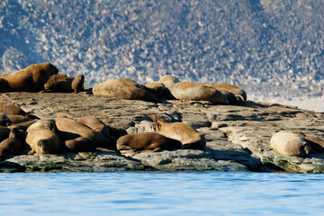 Walrus colony in the waters of Sjuoyane Island, Svalbard archipelago