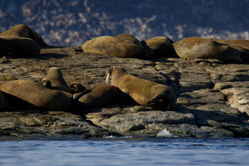 Walrus colony in the waters of Sjuoyane Island, Svalbard archipelago
