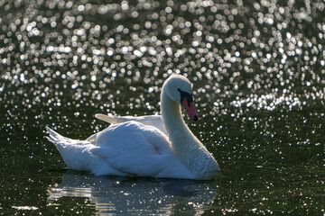 white swan on the lake