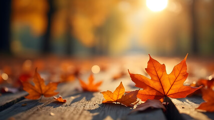 Beautiful maple leaves in autumn sunny day in foreground and blurry background.