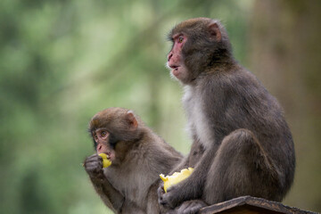 mother and teen japanese macaque eating and watching